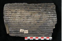 Foto (Detailansicht) von Sigillaria elongata Brongniart (NHMW-GEO-2024-0188-11051)